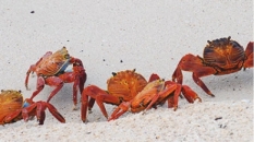 Crabs in the Galapagos | CameraAndCarryOn.com