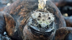 Iguana in the Galapagos | CameraAndCarryOn.comday2_nemogalapagos_cameraandcarryon