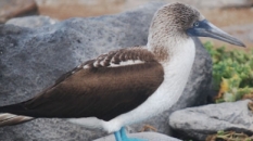 Booby in the Galapagos | CameraAndCarryOn.comapagos_cameraandcarryon