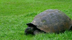 Giant Tortoise in the Galapagos | CameraAndCarryOn.comapagos_cameraandcarryon