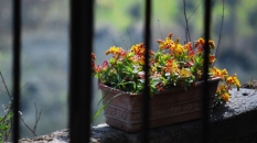 flowers_civitadibagnoregio_cameraandcarryon-jpg