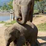 E is for Elephant: Getting Up Close in Chiang Mai