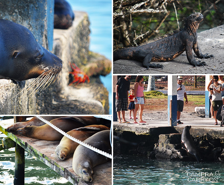 5 Things to Get Excited About in Santa Cruz, Galapagos | CameraAndCarryOn.com