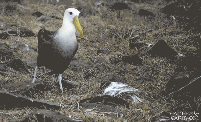 albatross bird -- Galapagos Wildlife and Scenery in Animated GIFs and Stunning Photos | CameraAndCarryOn.com