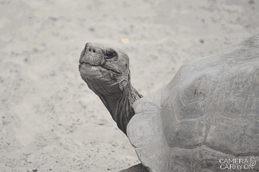 giant tortoise -- Galapagos Wildlife and Scenery in Animated GIFs and Stunning Photos | CameraAndCarryOn.com