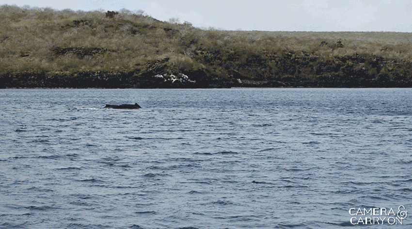 humpback whale -- Galapagos Wildlife and Scenery in Animated GIFs and Stunning Photos | CameraAndCarryOn.com