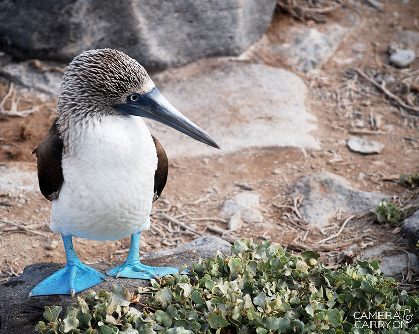 blue footed booby -- Galapagos Wildlife and Scenery in Animated GIFs and Stunning Photos | CameraAndCarryOn.com