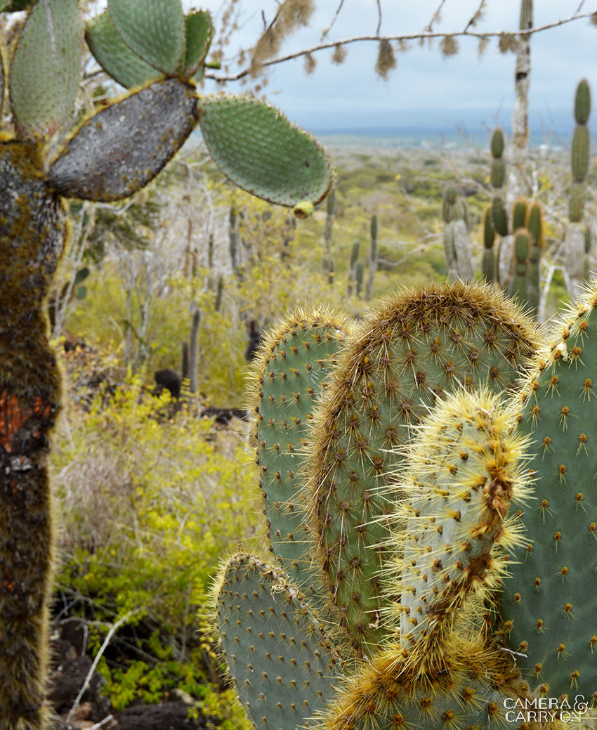 cactus santa cruz -- Galapagos Wildlife and Scenery in Animated GIFs and Stunning Photos | CameraAndCarryOn.com