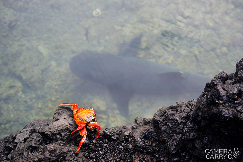 crab and whitetip reef shark -- Galapagos Wildlife and Scenery in Animated GIFs and Stunning Photos | CameraAndCarryOn.com