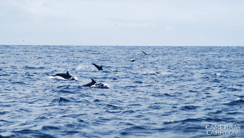 dolphins -- Galapagos Wildlife and Scenery in Animated GIFs and Stunning Photos | CameraAndCarryOn.com