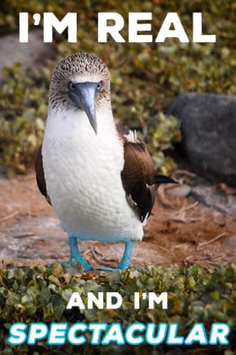Galapagos Wildlife and Scenery in Animated GIFs and Stunning Photos | CameraAndCarryOn.com