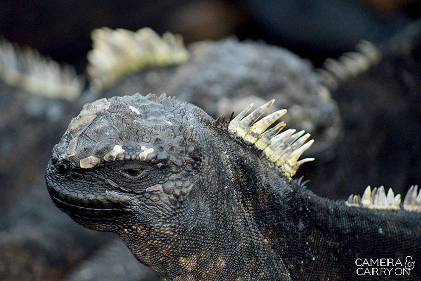 iguana -- Galapagos Wildlife and Scenery in Animated GIFs and Stunning Photos | CameraAndCarryOn.com