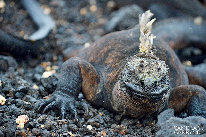 iguana -- Galapagos Wildlife and Scenery in Animated GIFs and Stunning Photos | CameraAndCarryOn.com