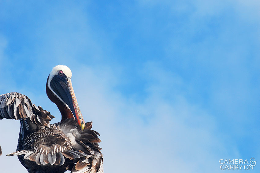 pelican -- Galapagos Wildlife and Scenery in Animated GIFs and Stunning Photos | CameraAndCarryOn.com