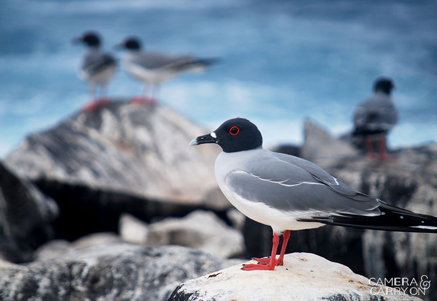 seagull -- Galapagos Wildlife and Scenery in Animated GIFs and Stunning Photos | CameraAndCarryOn.com