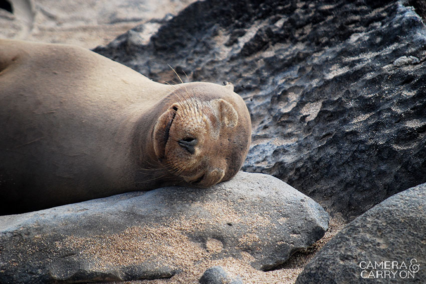 sea lion -- Galapagos Wildlife and Scenery in Animated GIFs and Stunning Photos | CameraAndCarryOn.com