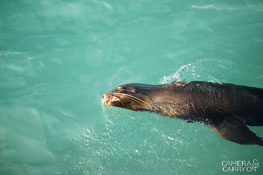 sea lion -- Galapagos Wildlife and Scenery in Animated GIFs and Stunning Photos | CameraAndCarryOn.com