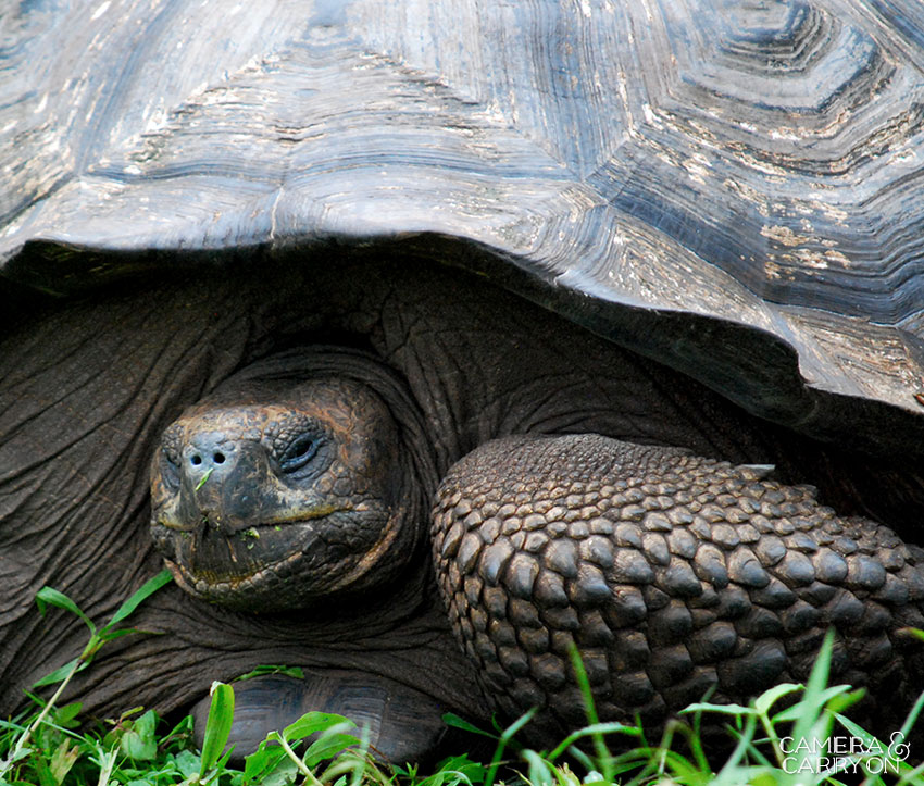 giant tortoise -- Galapagos Wildlife and Scenery in Animated GIFs and Stunning Photos | CameraAndCarryOn.com