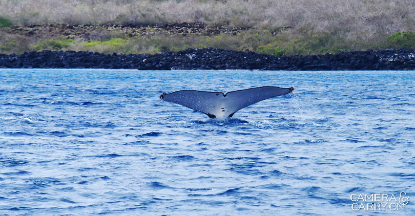 humpback whale -- Galapagos Wildlife and Scenery in Animated GIFs and Stunning Photos | CameraAndCarryOn.com