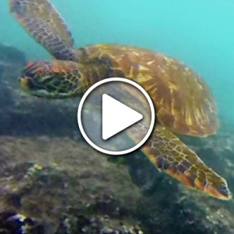 Video: Exploring the Galapagos on Land + Sea | CameraAndCarryOn.com