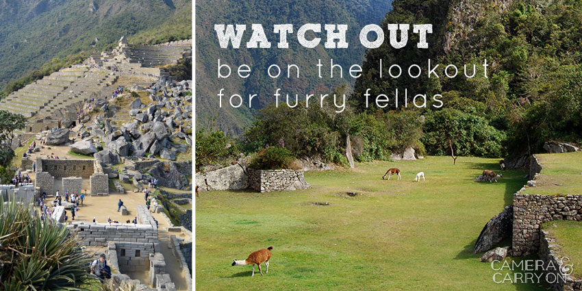 Inca Corn and Alpacas: The Art of Exploring Machu Picchu | CameraAndCarryOn.com