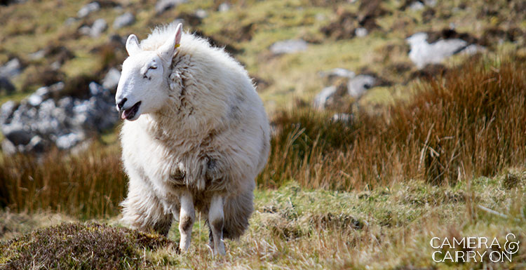 sheep_dtntireland