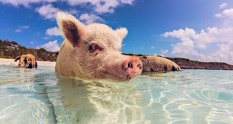 courtney-exuma_pigs1