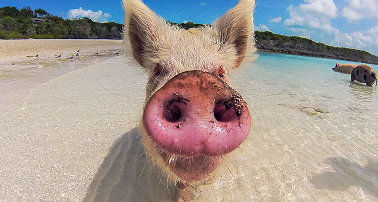 courtney-exuma_pigs2