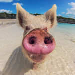 This Little Piggy Went for a Swim in the Caribbean